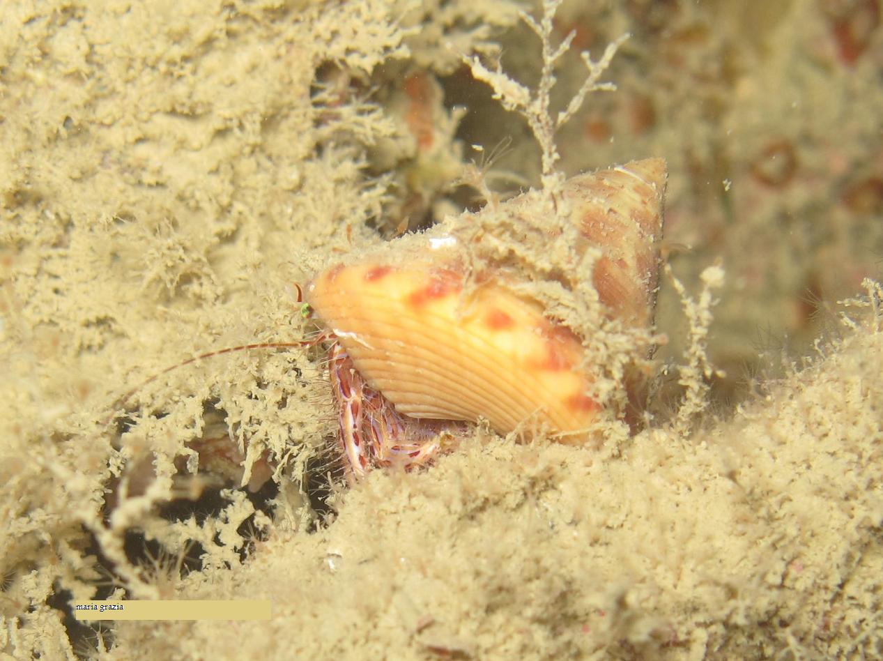 Pagurus anachoretus (e conchiglia Calliostoma zizyphinum)